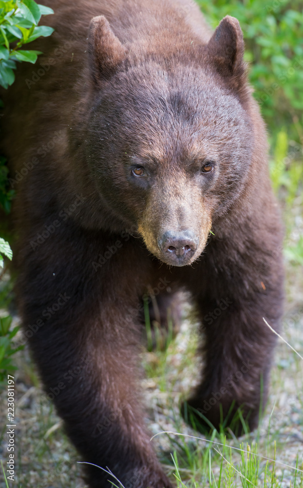 Wild black bear in the Rocky Mountains Wild black bear in the Rocky Mountains