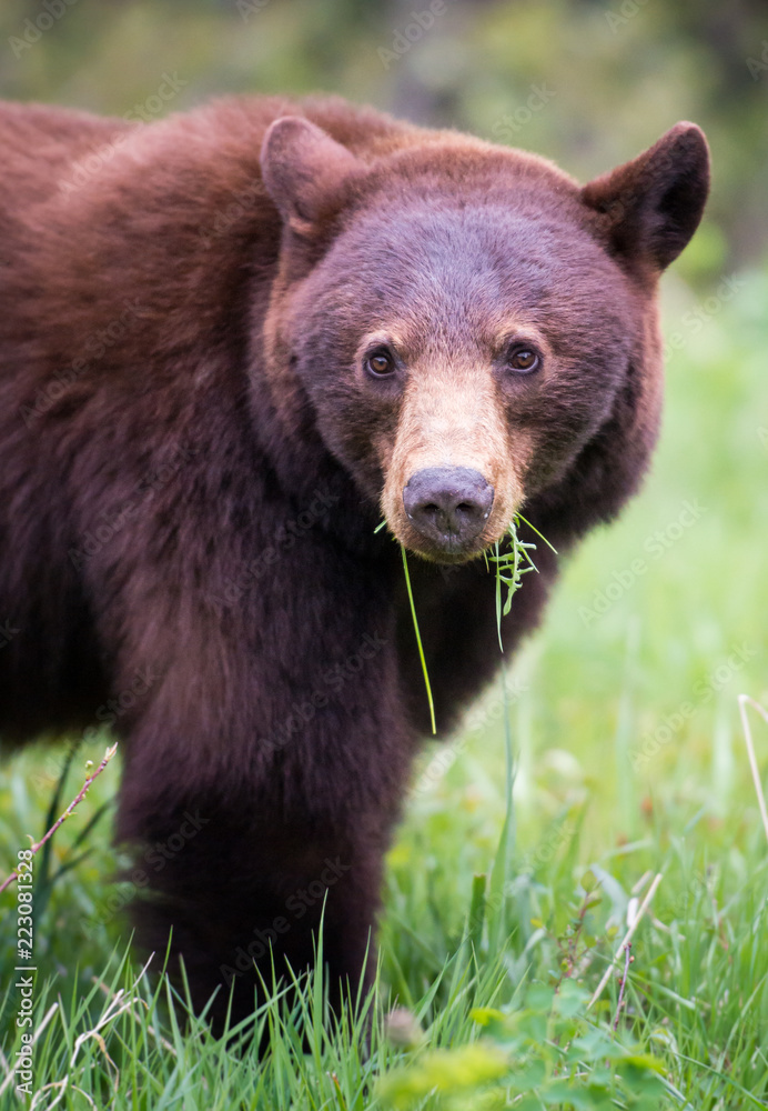Wild black bear in the Rocky Mountains Wild black bear in the Rocky Mountains