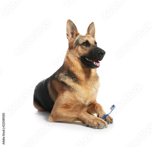 Fototapeta Naklejka Na Ścianę i Meble -  Cute German shepherd dog with toothbrush on white background. Pet care