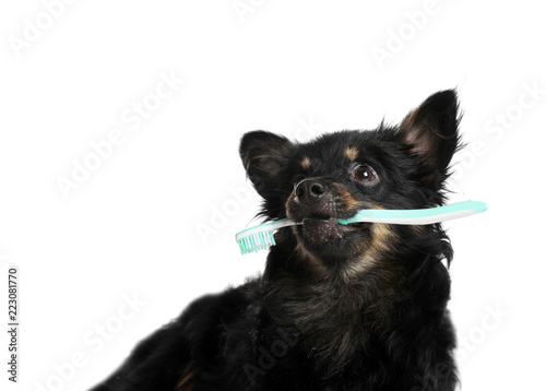Fototapeta Naklejka Na Ścianę i Meble -  Cute long haired dog with toothbrush on white background. Pet care
