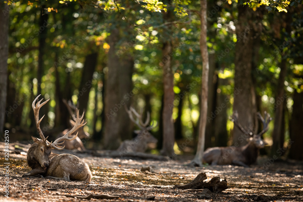 Obraz premium Deer in the forest
