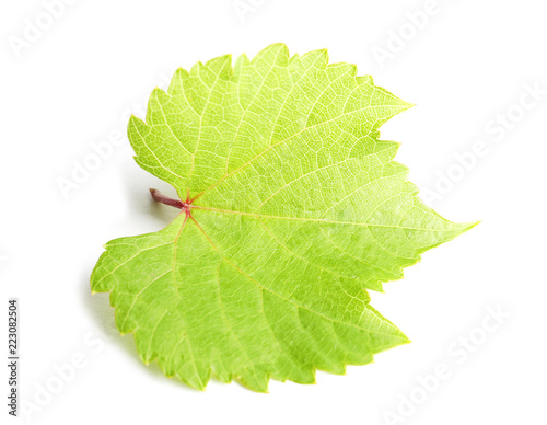 Fresh green grape leaf on white background