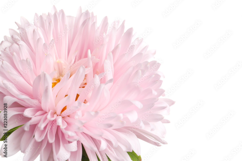 Beautiful bright aster flower on white background