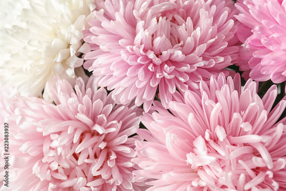 Beautiful aster flowers as background, closeup view