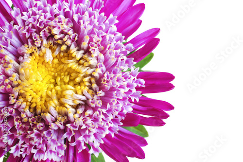 Beautiful aster flower on white background  closeup
