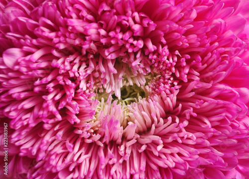 Beautiful aster flower as background  closeup view