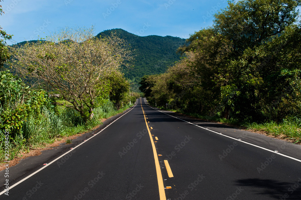 Naklejka premium road in the forest