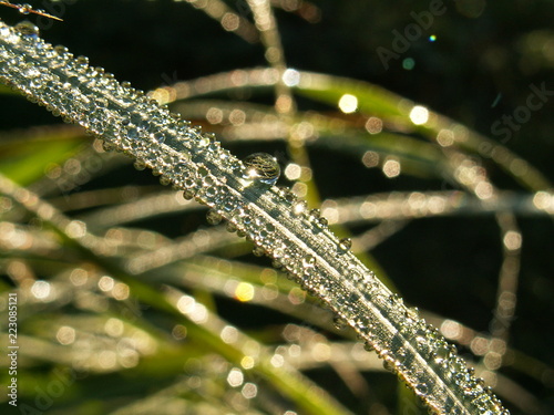 early morning dew on the grass