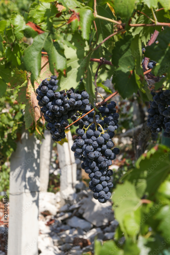 Traditional small vineyard, Dalmatia, Croatia.