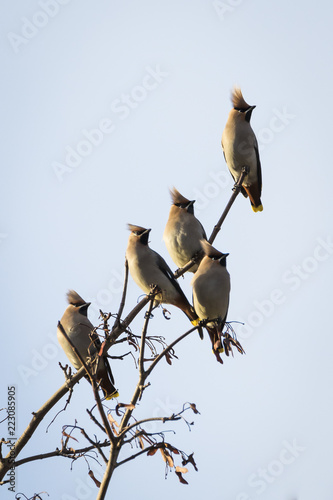 Waxwings on a twig in Peth Scotland photo