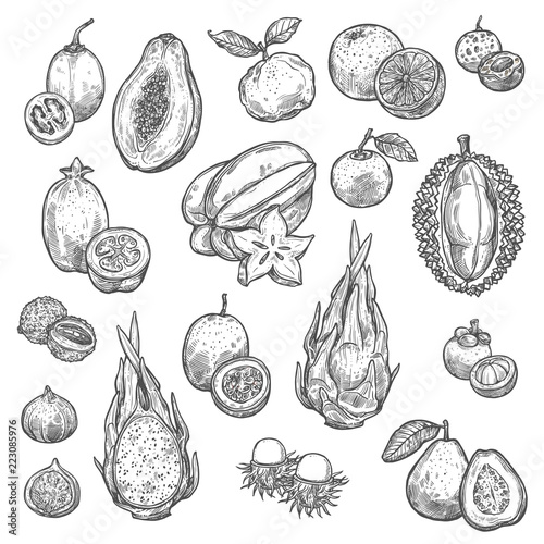 Exotic tropical fruits isolated sketches