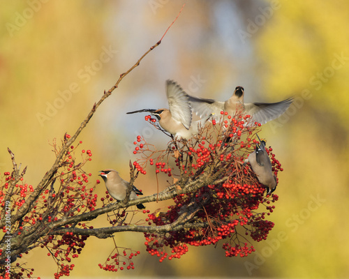 Waxwing on a tree with red berries in Perth, Scotland
