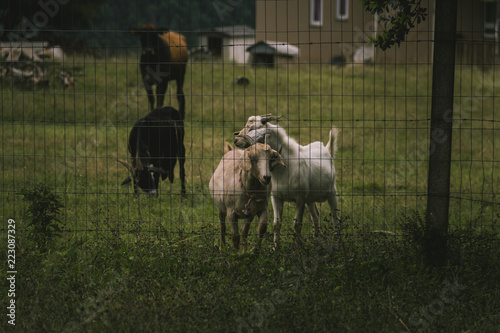 Obraz na plátne country life 2