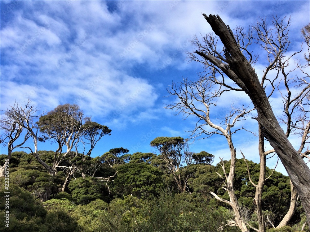 Trees and Blue Sky, Australian Bushland Trees and Blue Sky, Australian Bushland