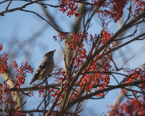 Waxwing on a tree with red berries in Perth, Scotland