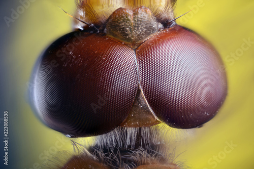 Dragonfly compound eye