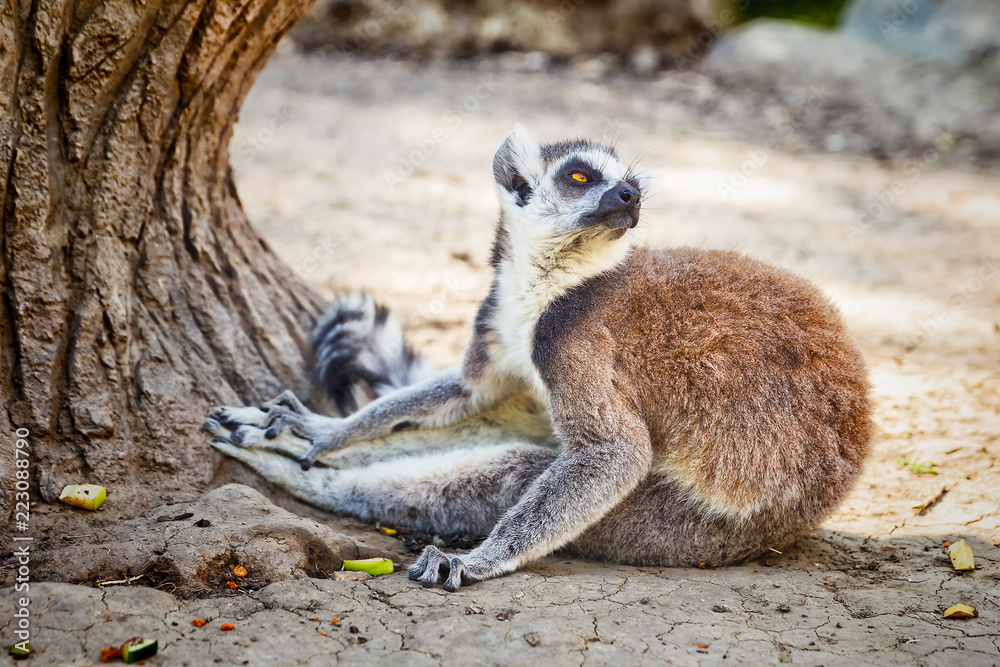 Fototapeta premium Ring-tailed Lemur 'Lemur Catta' in safari-park, Krasnodar, Russia