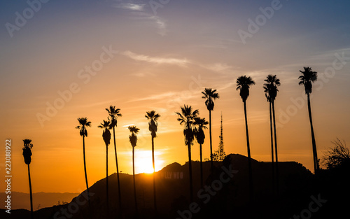 Fototapeta Palm Trees in Hollywood at sunset
