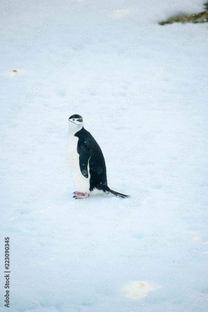 Obraz premium Beautiful shots of cute penguins in the Antarctica snow
