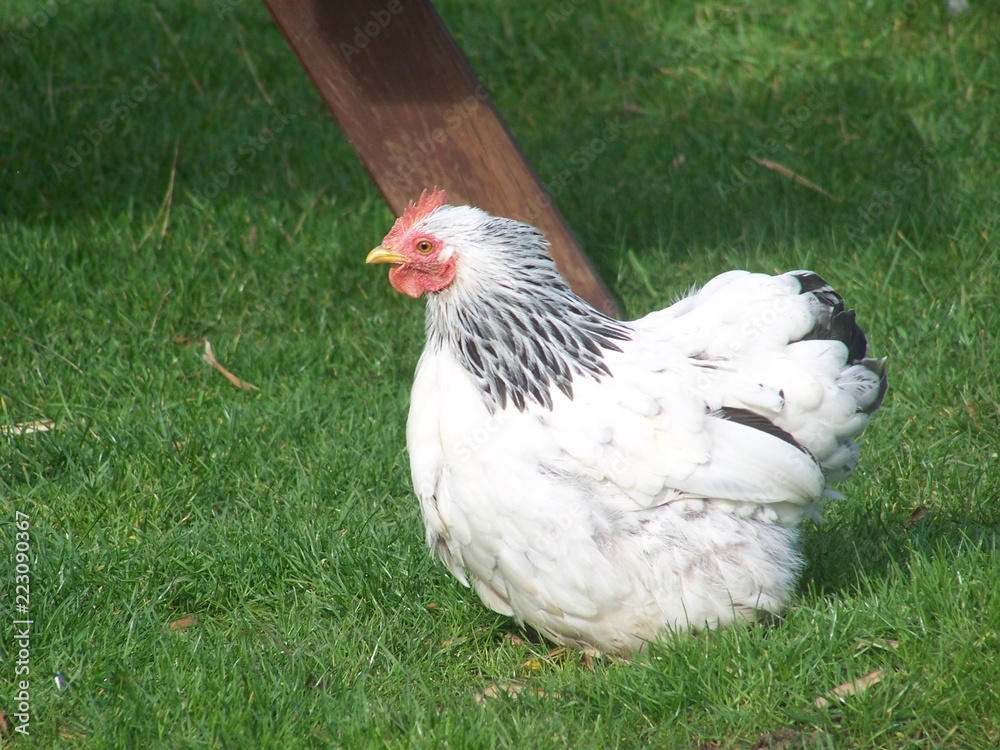 Fototapeta premium Sussex chicken, England