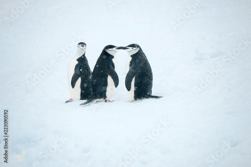 Beautiful shots of cute penguins in the Antarctica snow