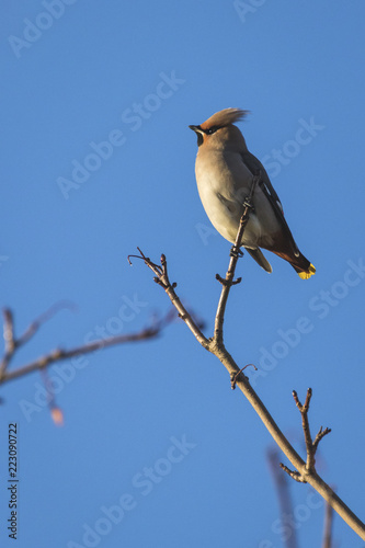 Waxwing on a tree with a blue sky background in Perth Scotland © Espen