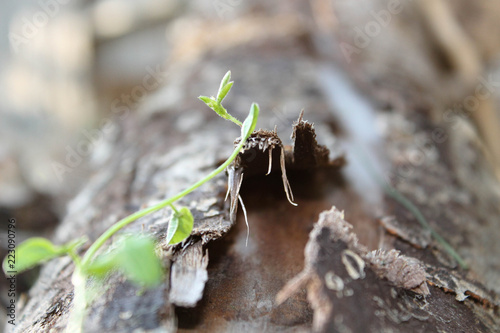 Vine growing on a log © Levi