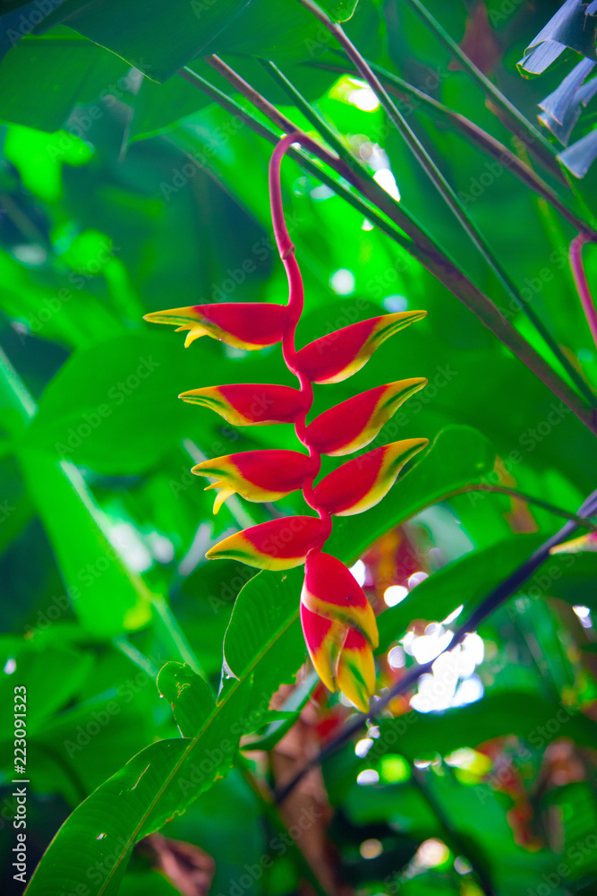 Fototapeta premium Bali Flower on the nature in Bali, Indonesia. Bali is an Indonesian island and known as a tourist destination.