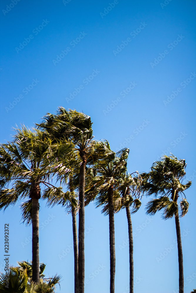 Fototapeta premium tree and blue sky