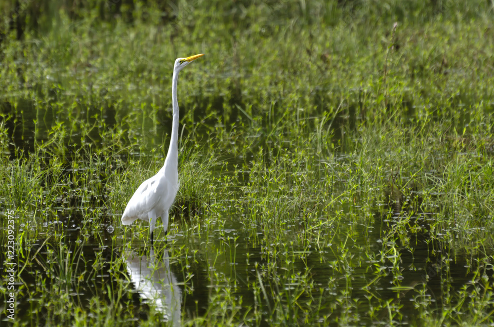 Fototapeta premium Salado Creel Egret