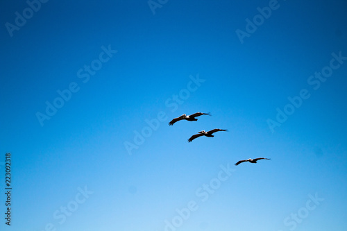 birds in the sky © Hugo