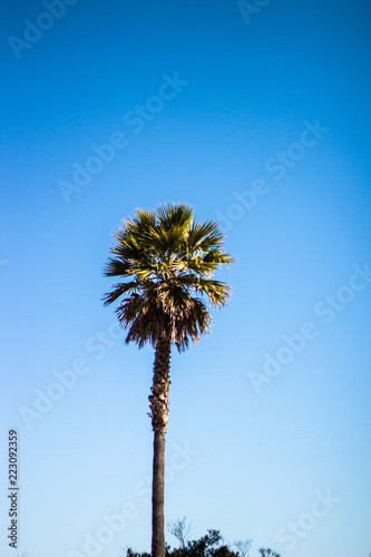 palm tree against blue sky © Hugo