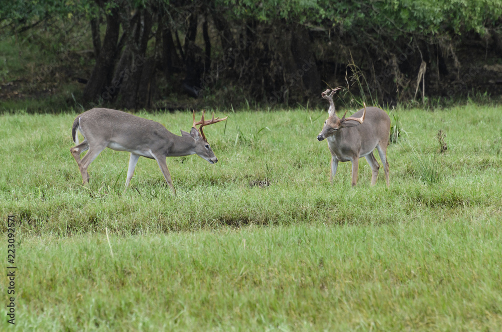 two bucks two bucks