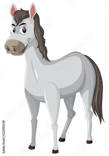 Grey horse white background