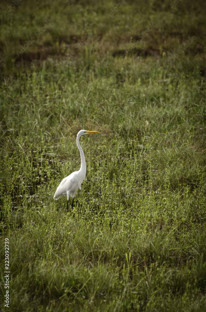 Fototapeta premium Egret in Marsh