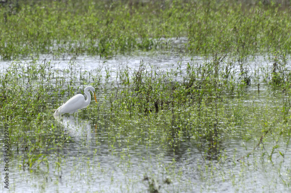 Obraz premium Egret in water