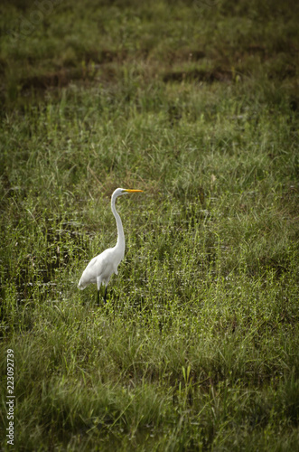 Egret in Marsh