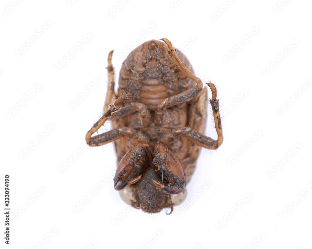 Cicada nymph shell (exuvum) isolated on white background. Periodical cicada emergence.  Metamorphosis Nymphs exoskeleton. Larva hatch shell.
