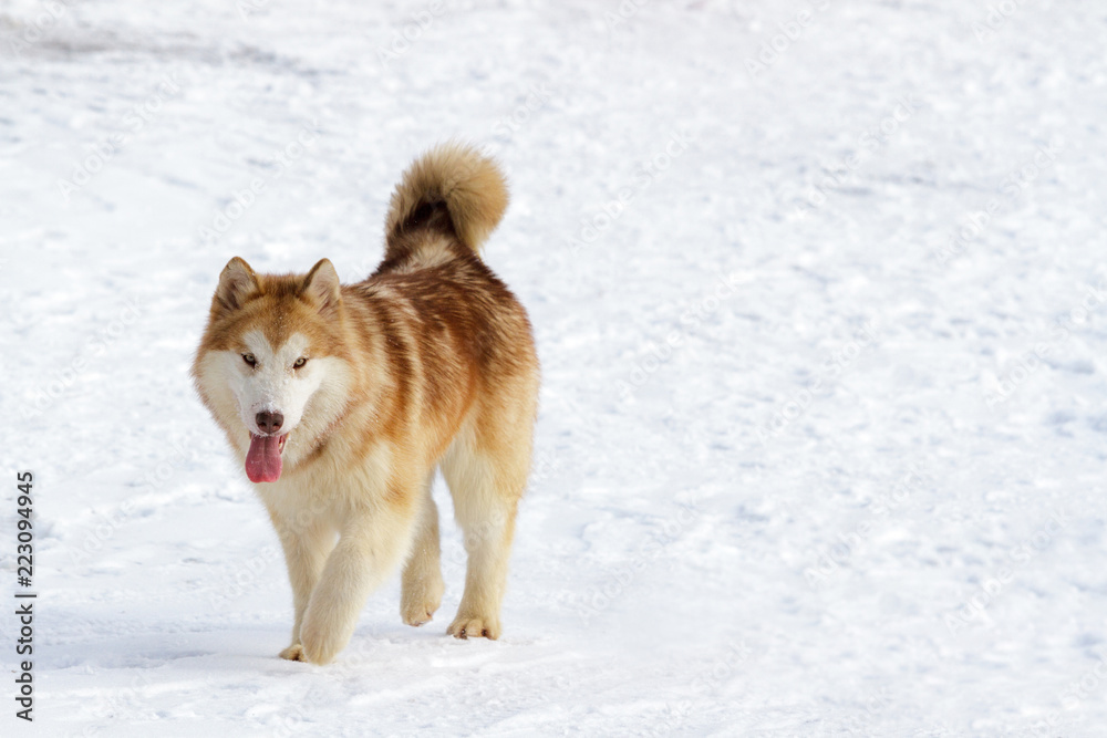 Thoroughbred husky dog in winter on white snow