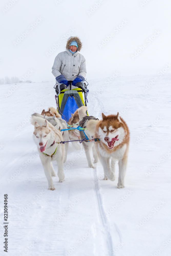 Woman musher hiding behind sleigh at sled dog race on snow in winter Woman musher hiding behind sleigh at sled dog race on snow in winter