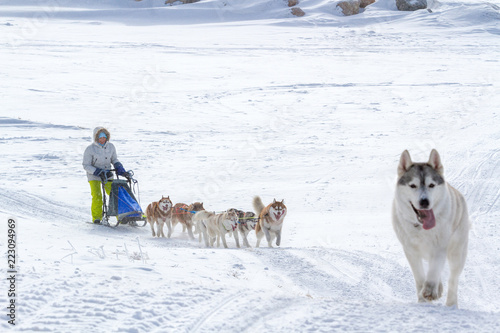 Woman musher hiding behind sleigh at sled dog race on snow in winter