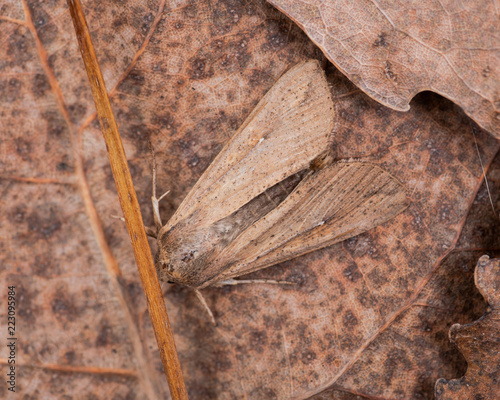 Grease moth (Aglossa cuprina), nocturnal moth, insect related to butterflies (Lepidoptera)on dry leaves. photo