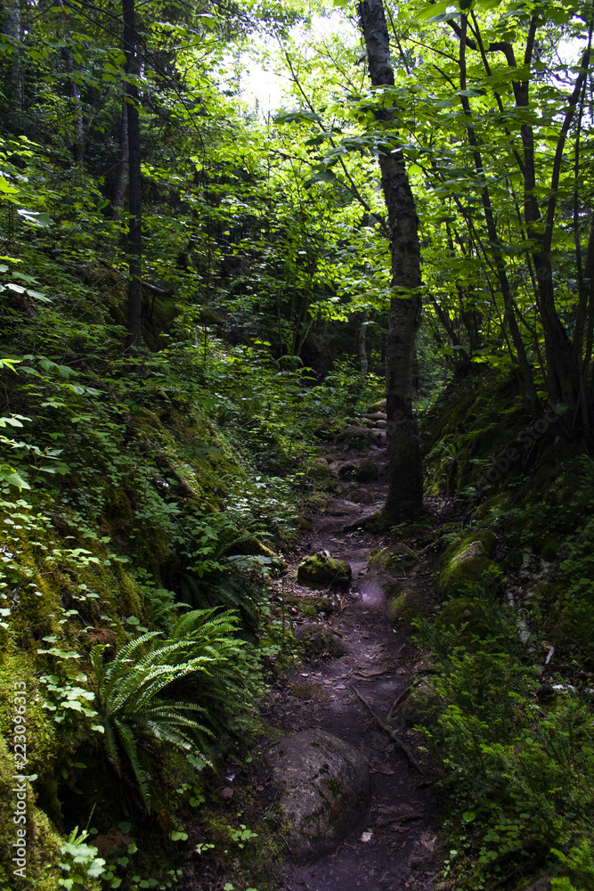 Hiking trail in Northern Ontario, Bruce Peninsula Hiking trail in Northern Ontario, Bruce Peninsula
