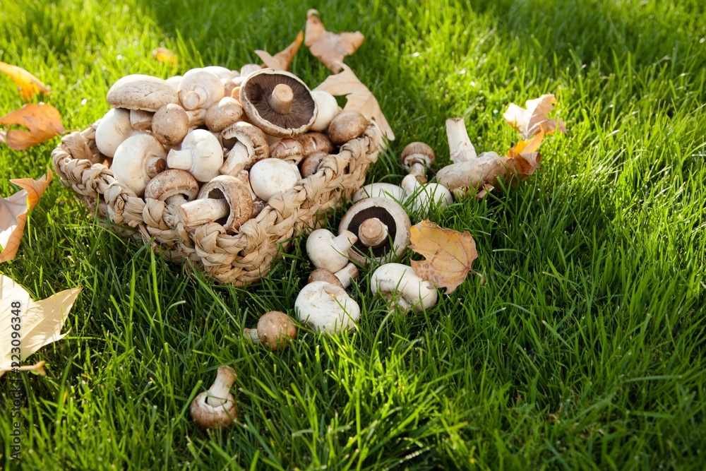 Champignons and Crimini Mushrooms in Basket on the Green Grass Champignons and Crimini Mushrooms in Basket on the Green Grass