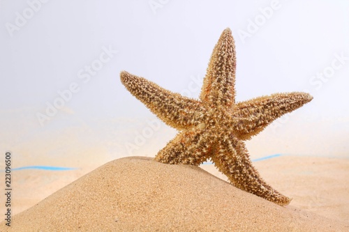 Starfish on Sand