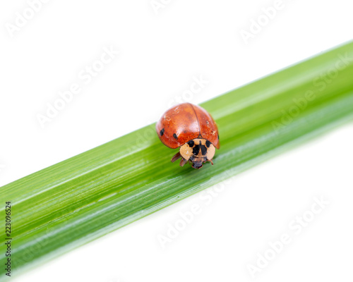 Ladybug (Coccinellidae) on grass blade isolated on white background