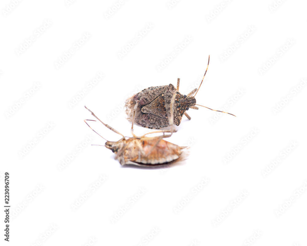 The brown marmorated stink bug (Halyomorpha halys), insect in the family Pentatomidae .
