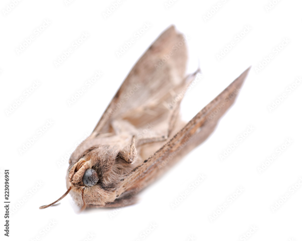 Grease moth (Aglossa cuprina), nocturnal moth, insect related to butterflies (Lepidoptera) isolated on white background.