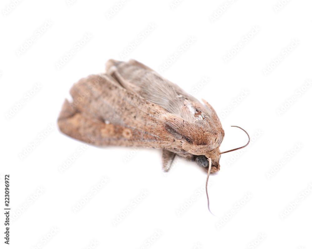 Grease moth (Aglossa cuprina), nocturnal moth, insect related to butterflies (Lepidoptera) isolated on white background. Grease moth (Aglossa cuprina), nocturnal moth, insect related to butterflies (Lepidoptera) isolated on white background.
