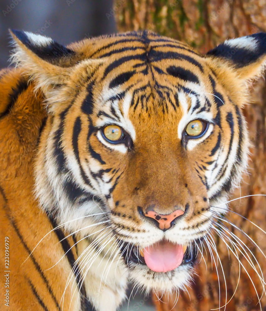 Portrait of a Tiger